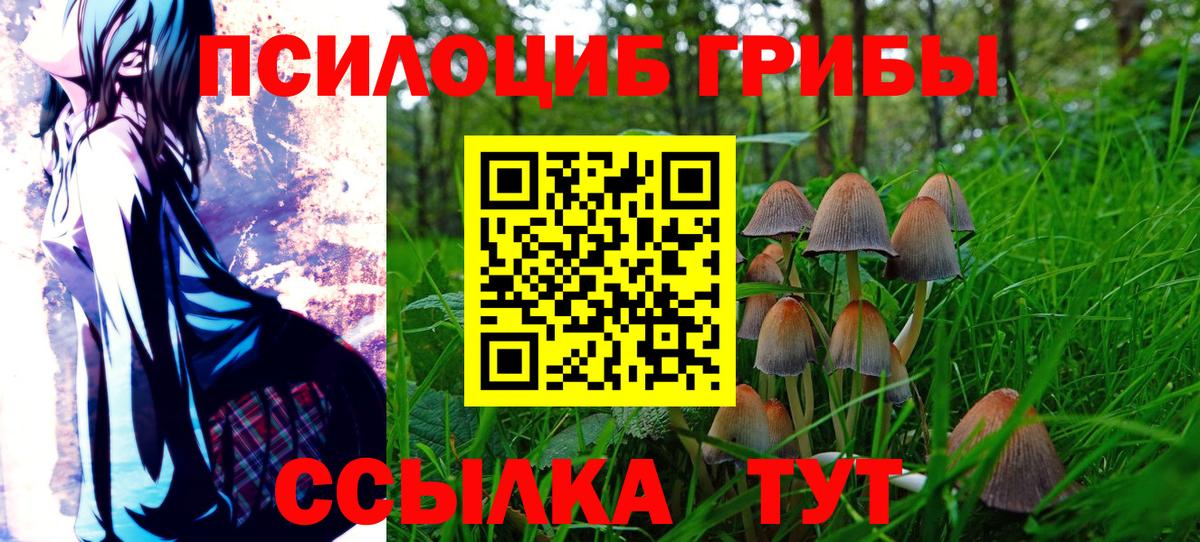 Галлюциногенные грибы Cubensis Строитель